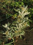 Gnaphalium rossicum
