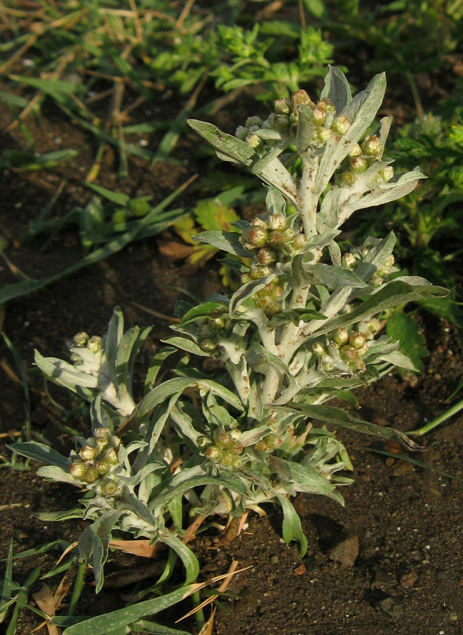 Image of Gnaphalium rossicum specimen.