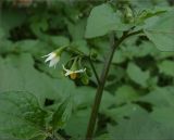 Solanum nigrum. Цветки. Чувашия, г. Шумерля. 17 августа 2012 г.