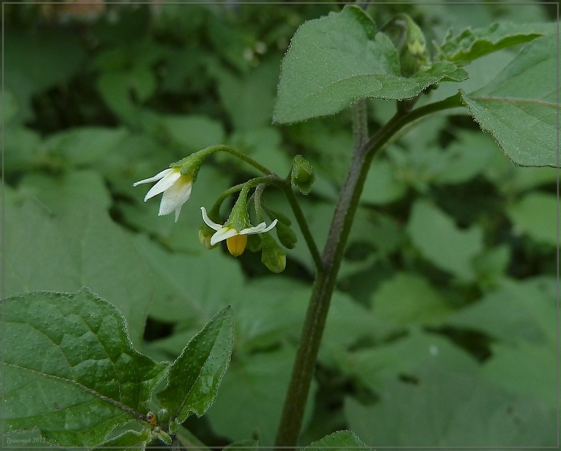 Изображение особи Solanum nigrum.