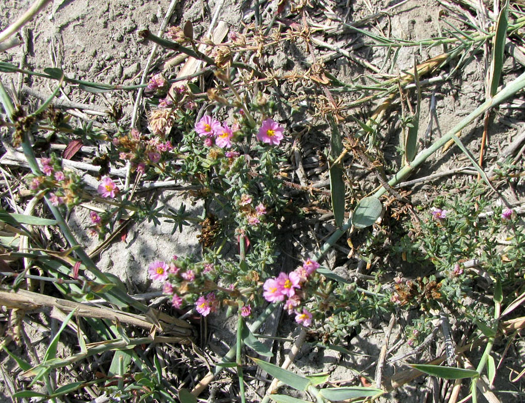 Image of Frankenia hirsuta specimen.