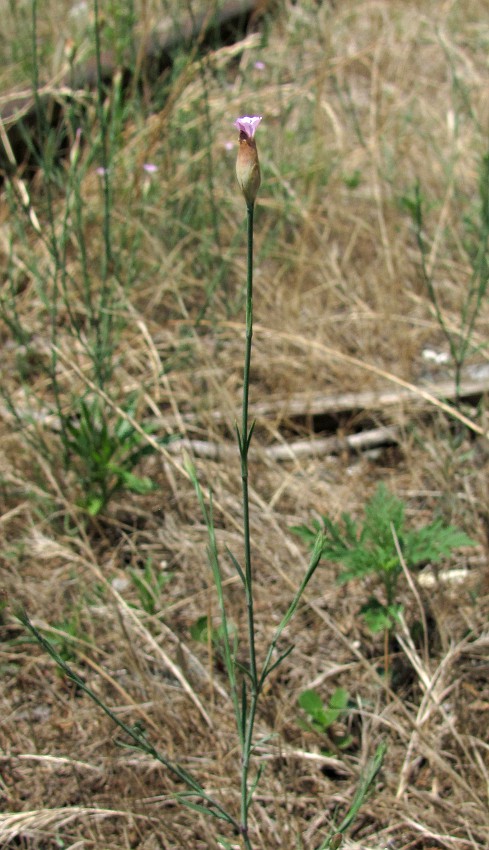 Image of Petrorhagia prolifera specimen.