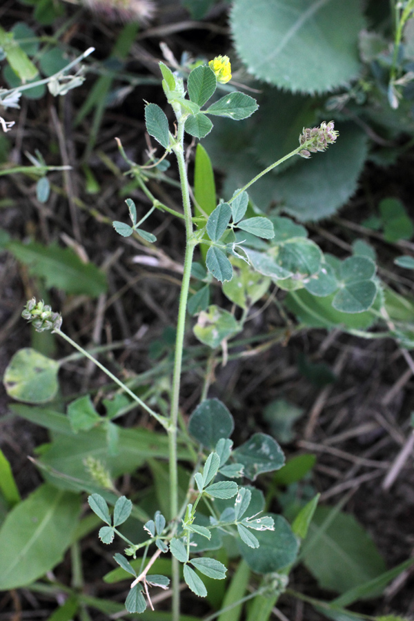 Изображение особи Medicago lupulina.