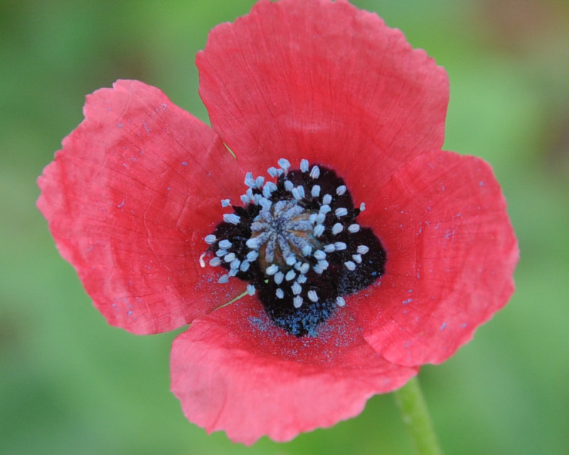 Image of Papaver hybridum specimen.