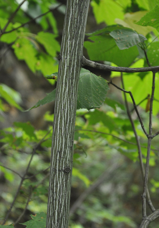 Image of Acer tegmentosum specimen.