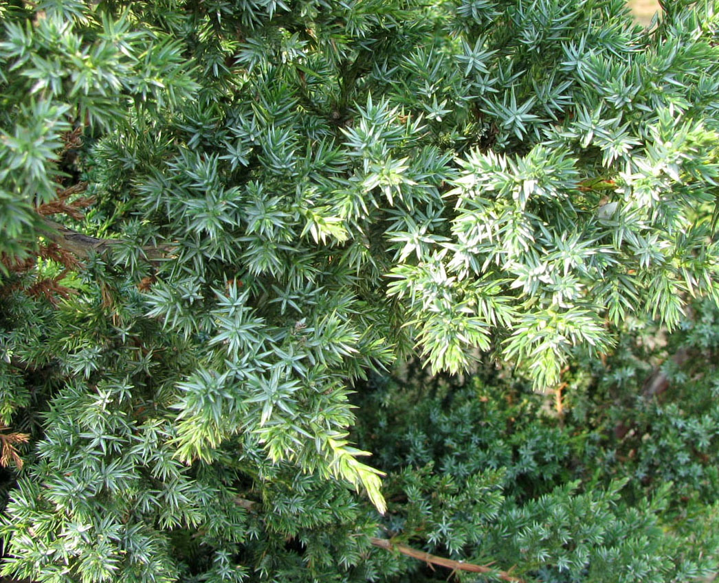 Изображение особи Juniperus chinensis.