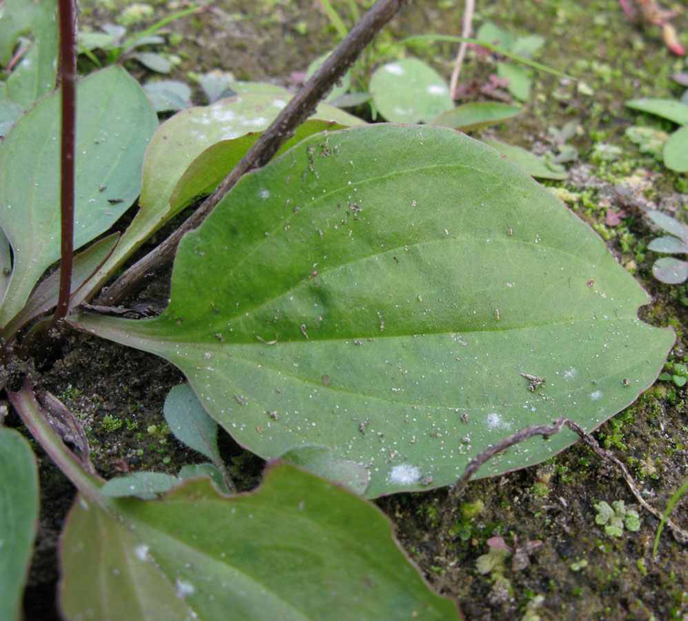 Изображение особи Plantago uliginosa.