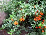 Pyracantha coccinea. Ветви с соплодиями. Венгрия, г. Будапешт, городской парк Варошлигет, территория замка Вайдахуняд. 01.09.2012.