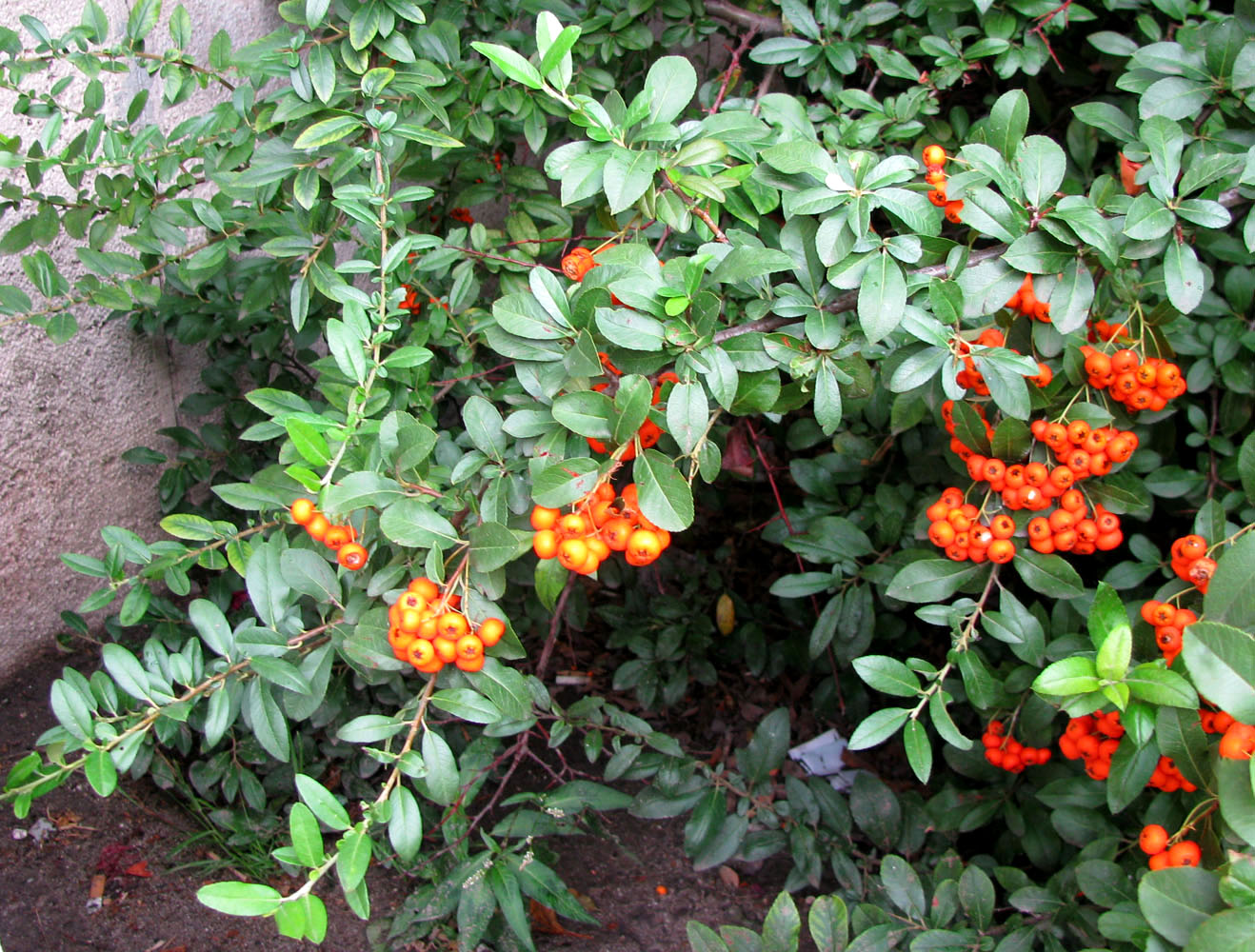 Image of Pyracantha coccinea specimen.