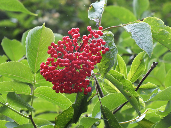 Изображение особи Sambucus miquelii.