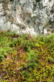 Saxifraga bronchialis