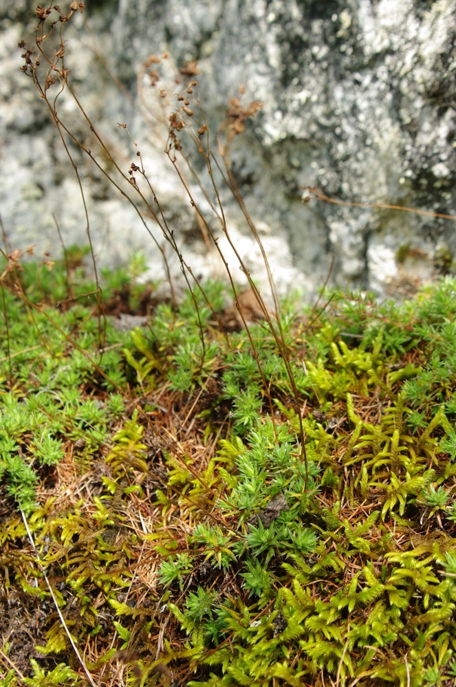 Изображение особи Saxifraga bronchialis.