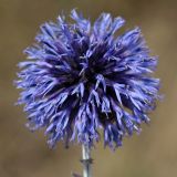 Echinops tataricus