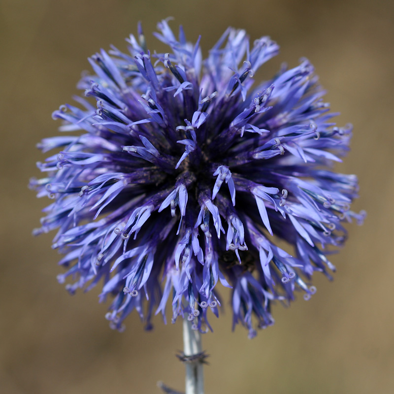 Изображение особи Echinops tataricus.