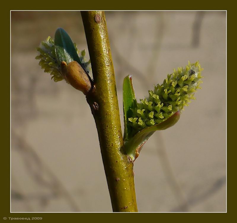 Image of Salix viminalis specimen.