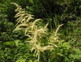 Aruncus dioicus