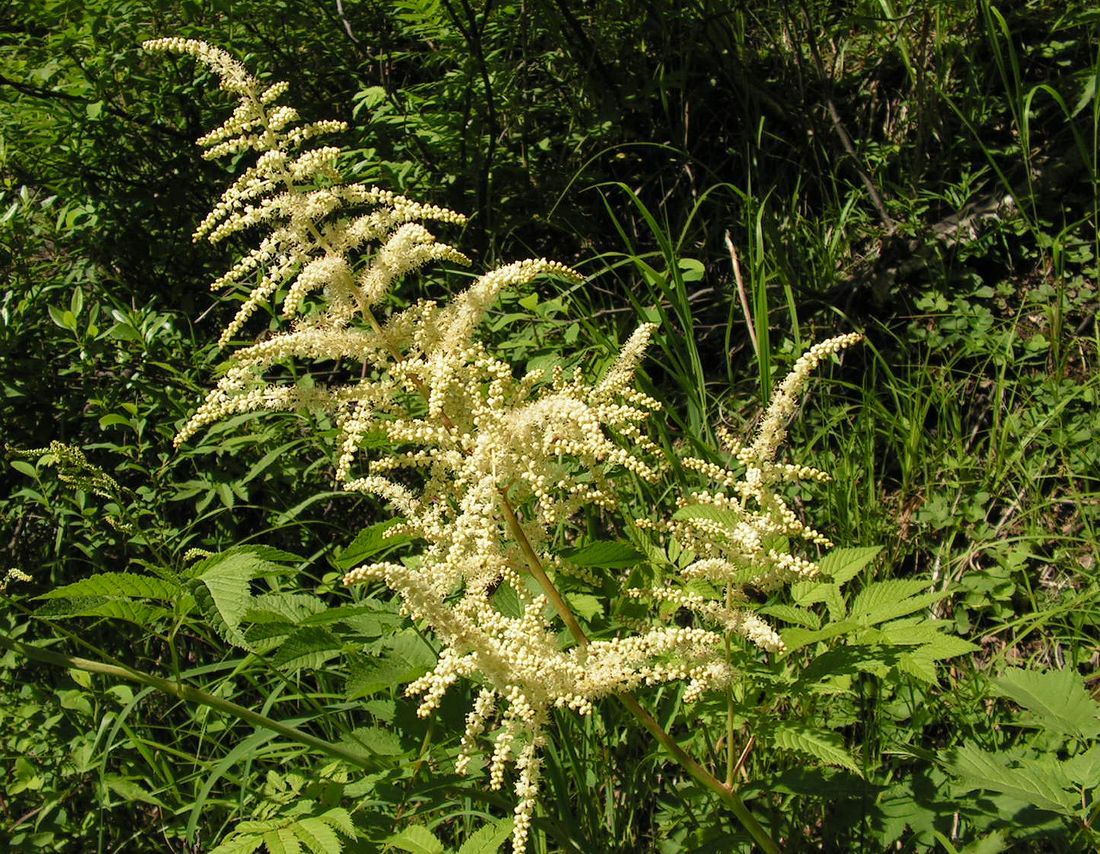 Image of Aruncus dioicus specimen.