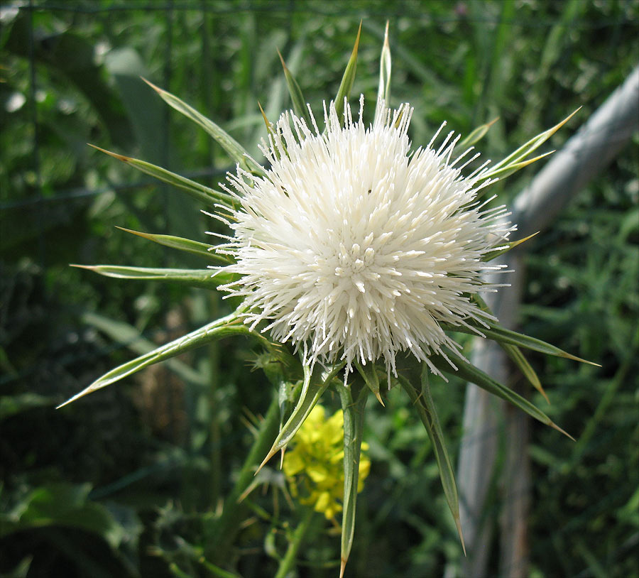 Изображение особи Silybum marianum.