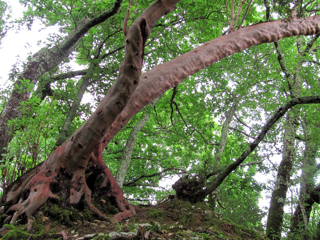 Изображение особи Arbutus andrachne.