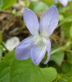 genus Viola