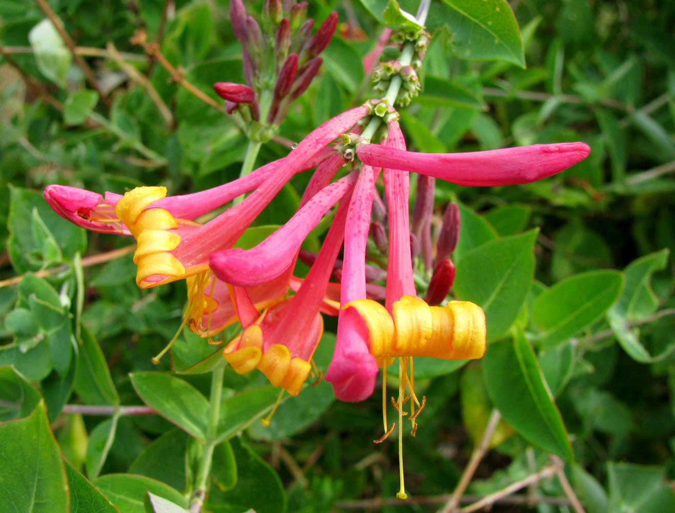 Изображение особи Lonicera × heckrottii.