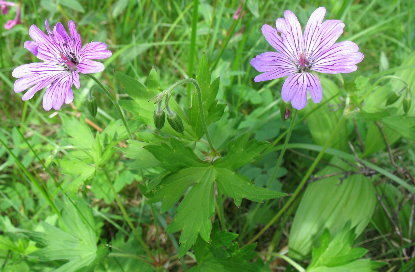 Image of Geranium wlassovianum specimen.