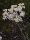 Thalictrum petaloideum