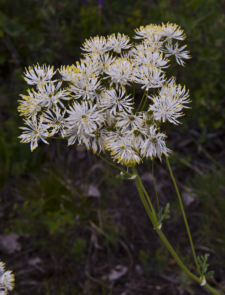 Image of Thalictrum petaloideum specimen.