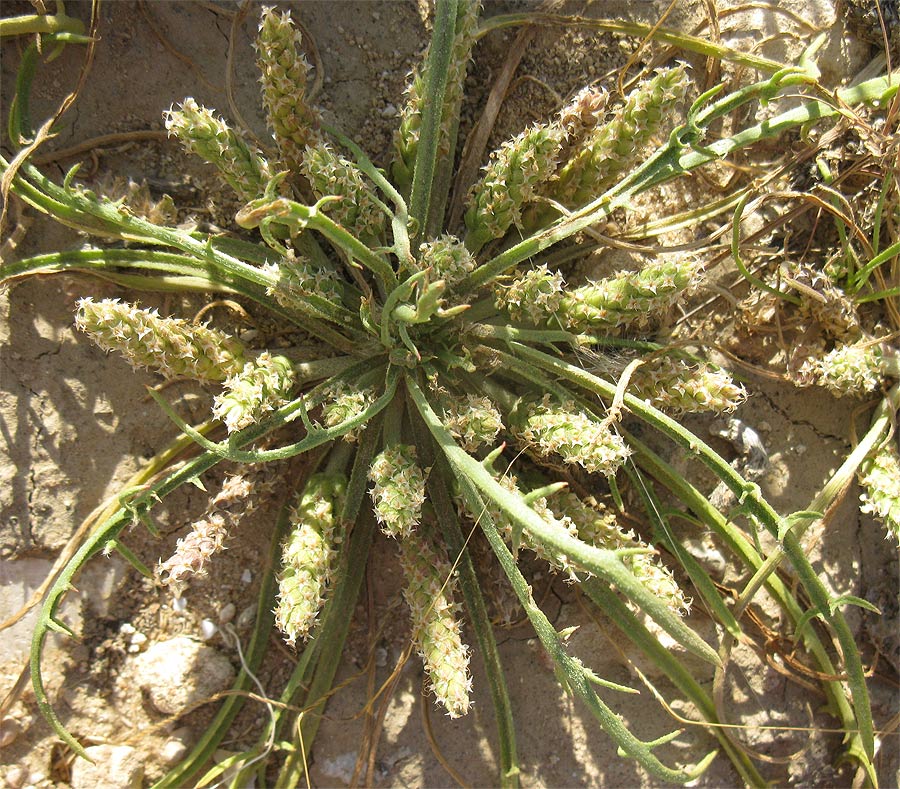 Image of Plantago crypsoides specimen.