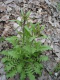 Arabidopsis arenosa