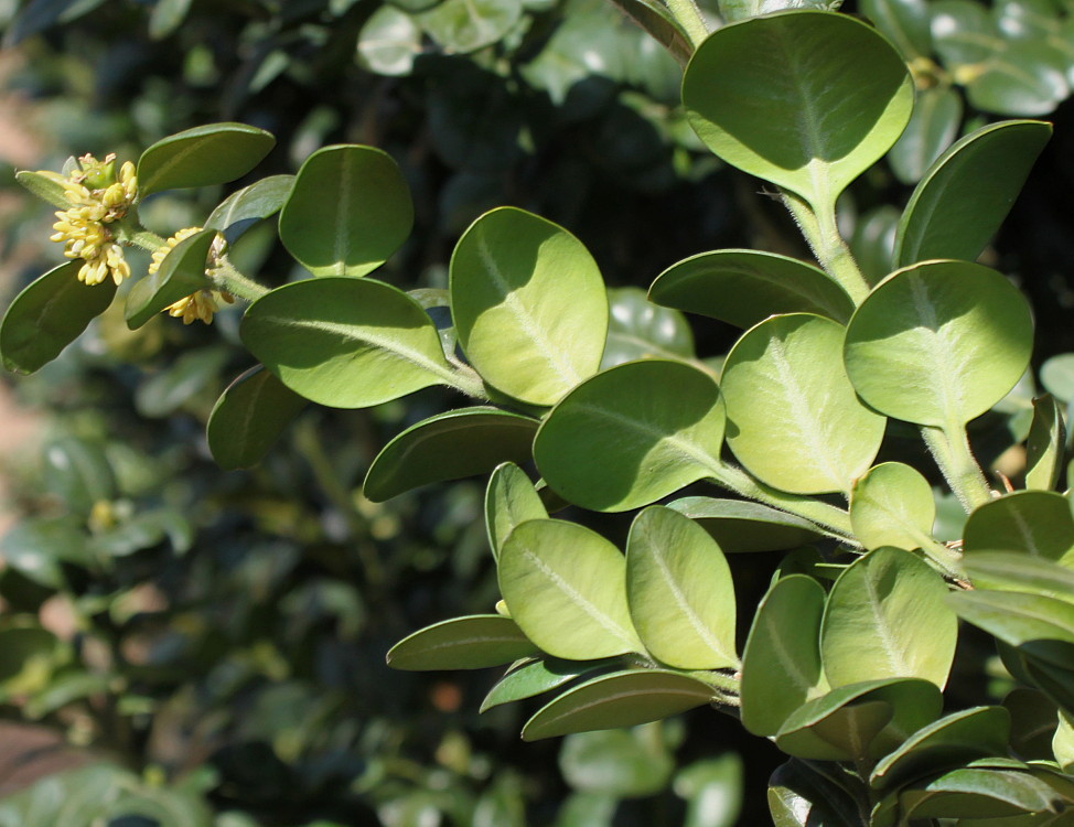 Изображение особи Buxus sempervirens.