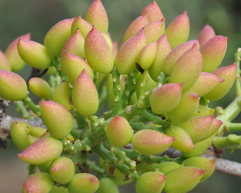 Image of Pistacia vera specimen.