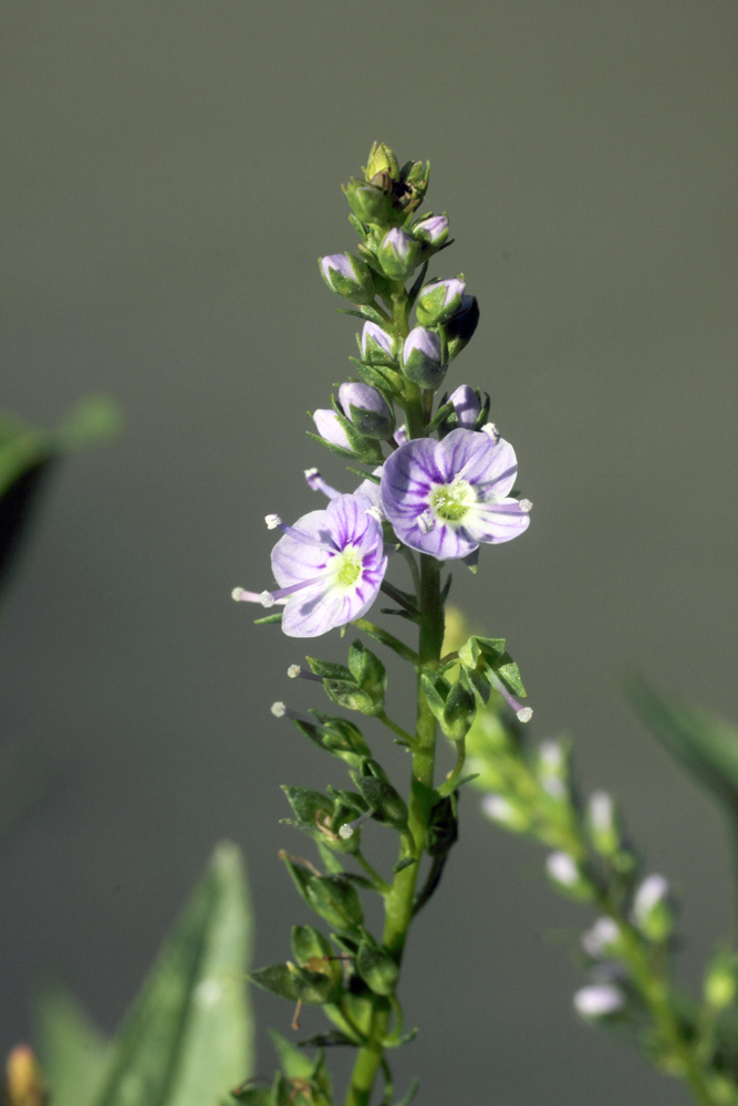 Изображение особи Veronica anagallis-aquatica.