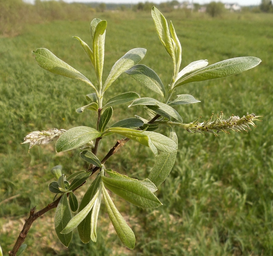 Image of Salix gmelinii specimen.