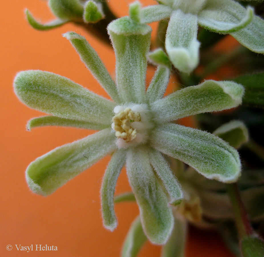 Изображение особи Gymnocladus dioicus.