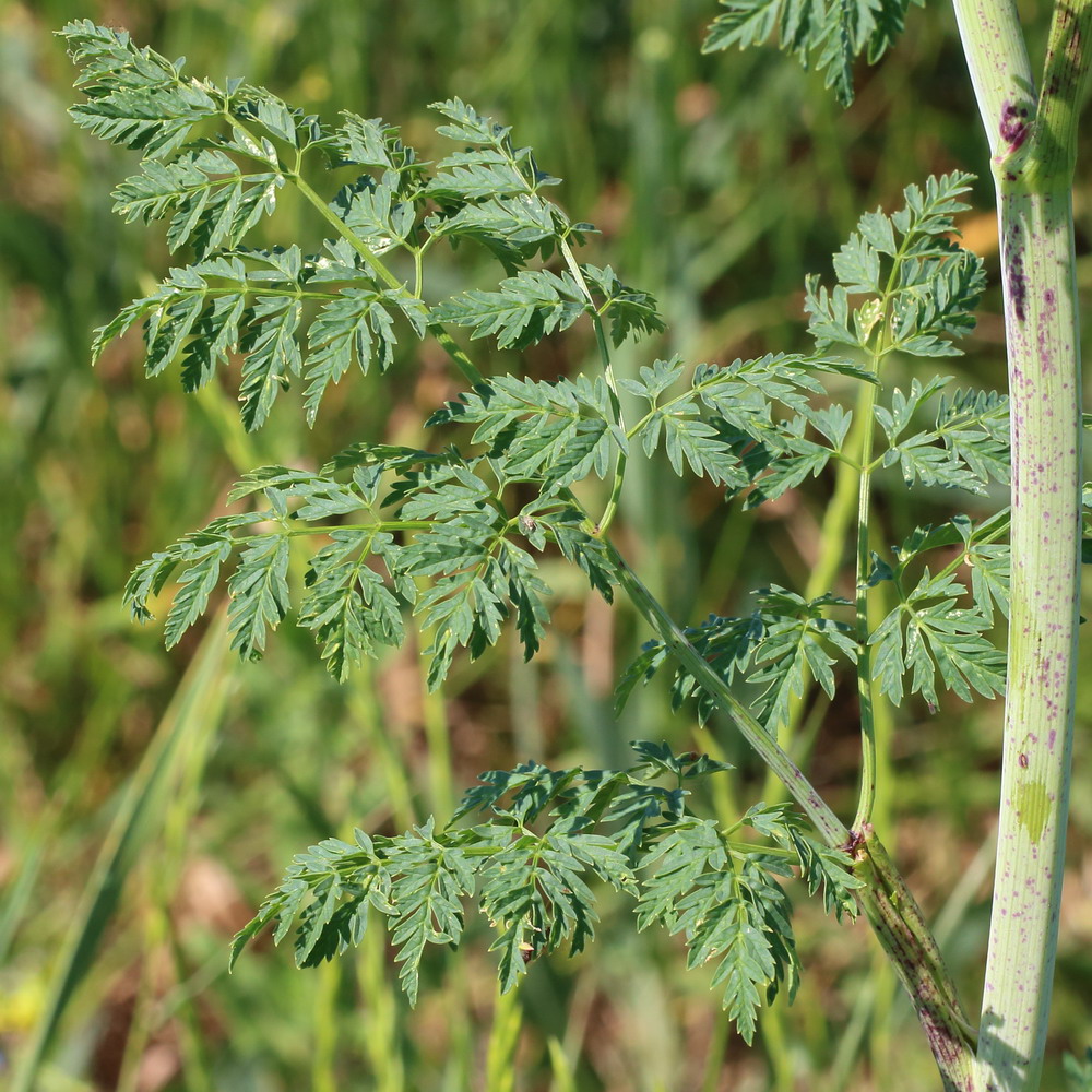 Изображение особи Conium maculatum.