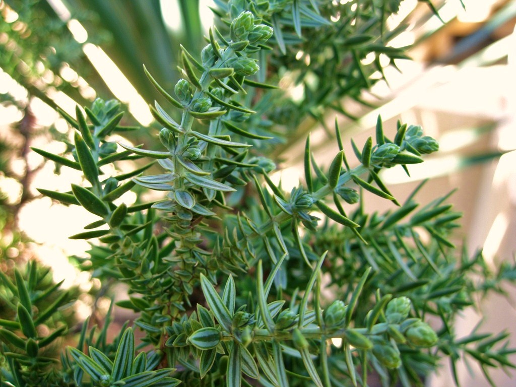 Image of Juniperus drupacea specimen.