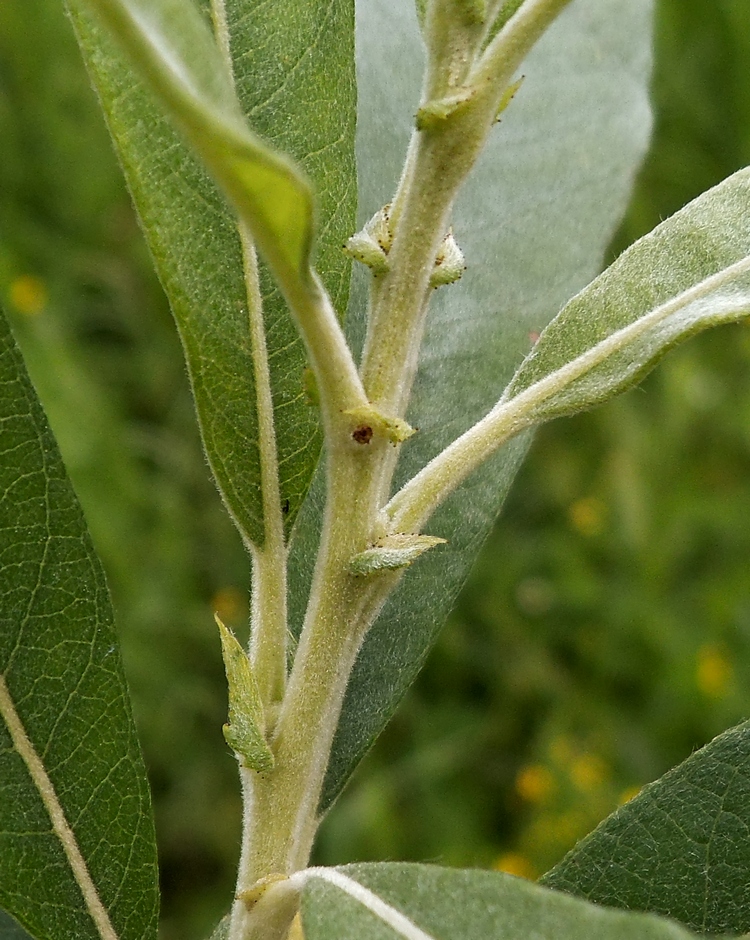 Изображение особи Salix gmelinii.