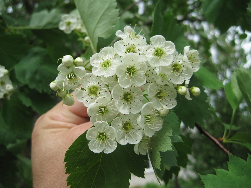 Изображение особи род Crataegus.