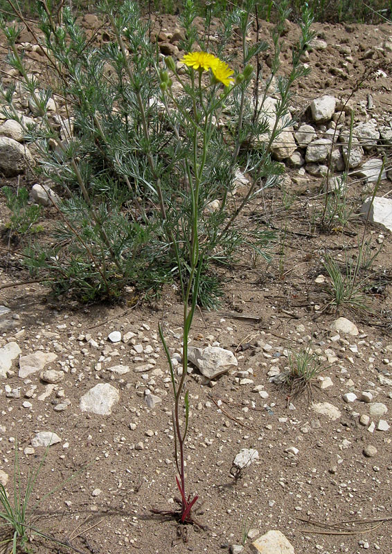 Изображение особи Crepis tectorum.