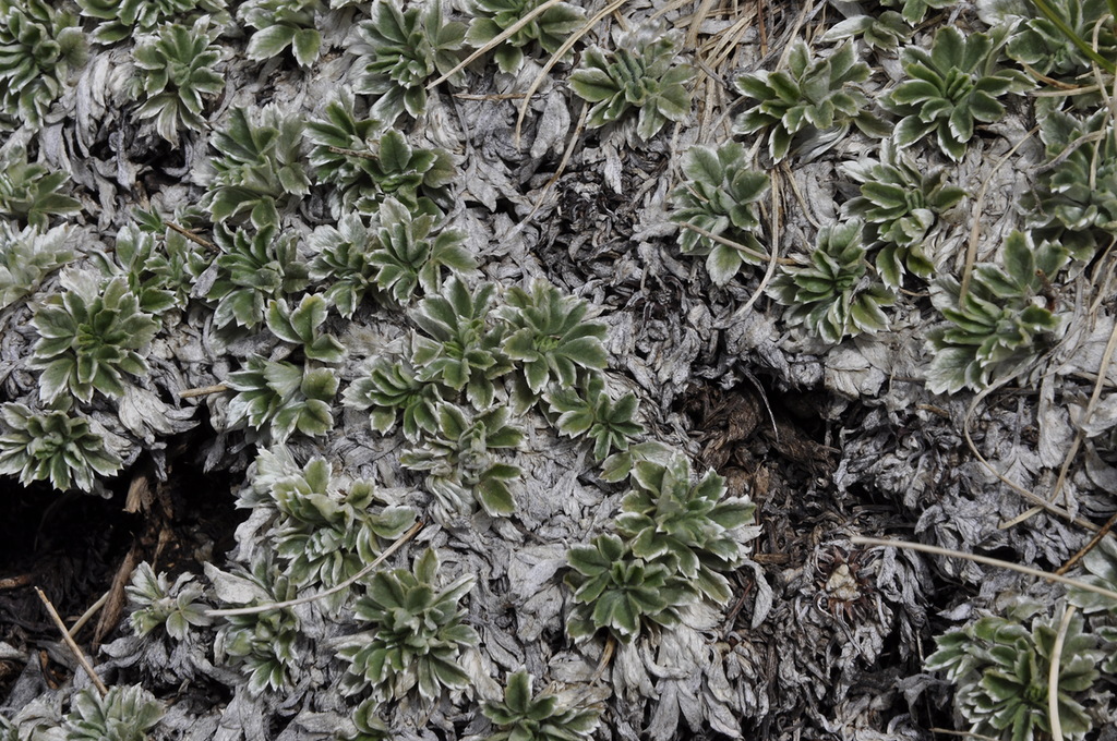 Image of Potentilla deorum specimen.