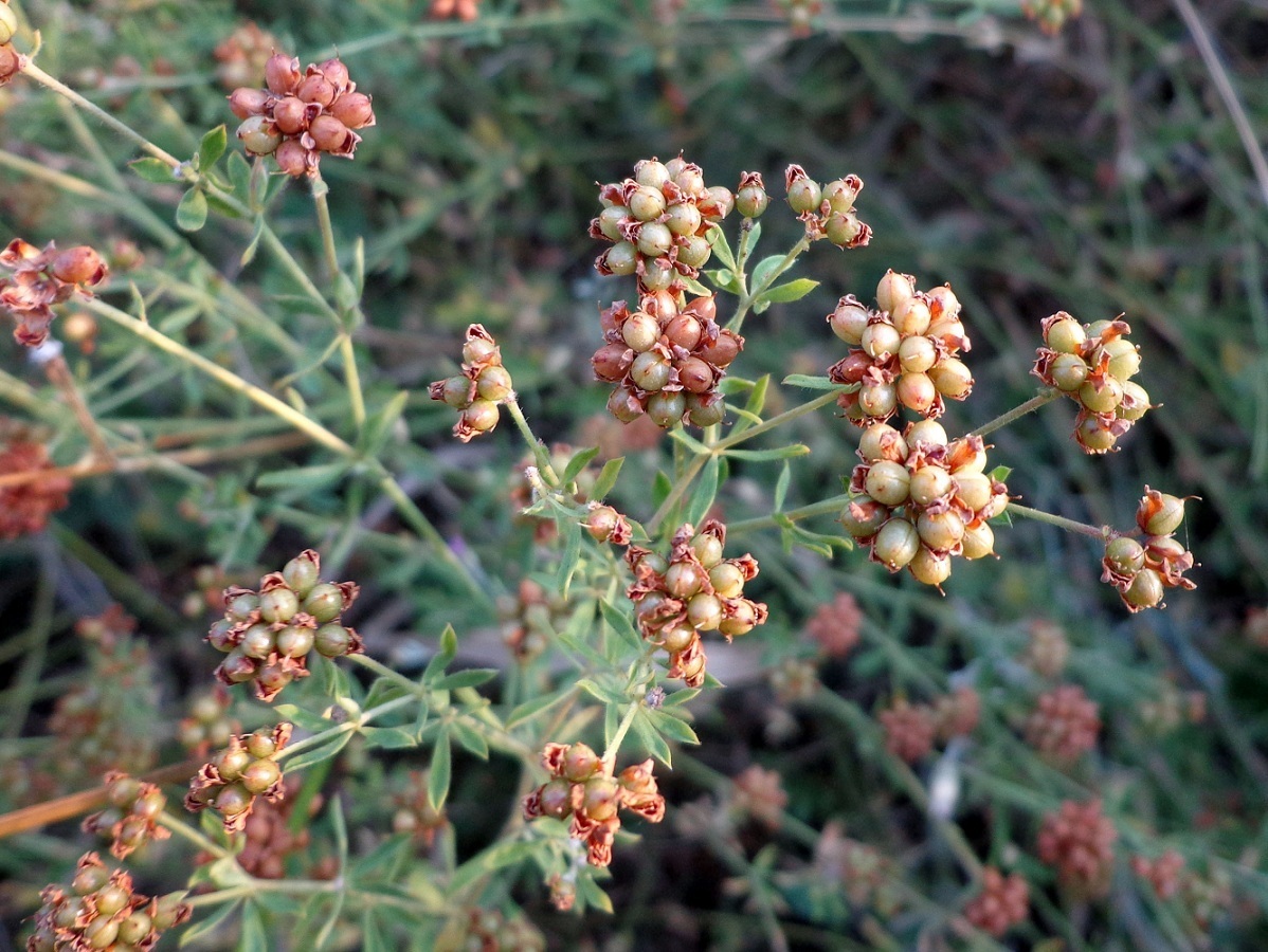 Image of Dorycnium herbaceum specimen.