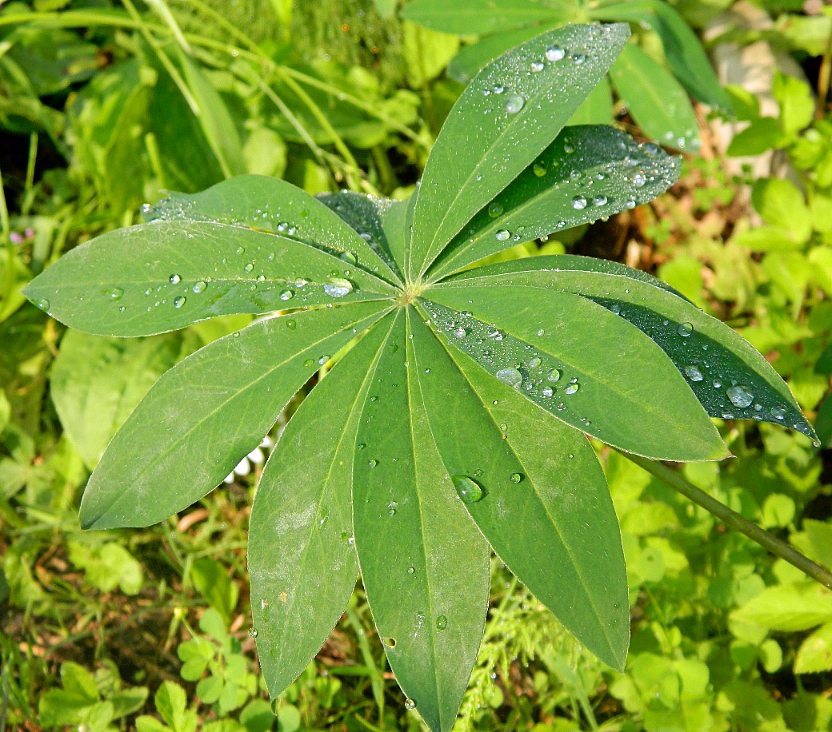 Image of Lupinus polyphyllus specimen.