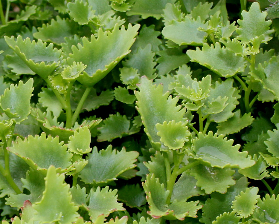 Image of Hylotelephium populifolium specimen.