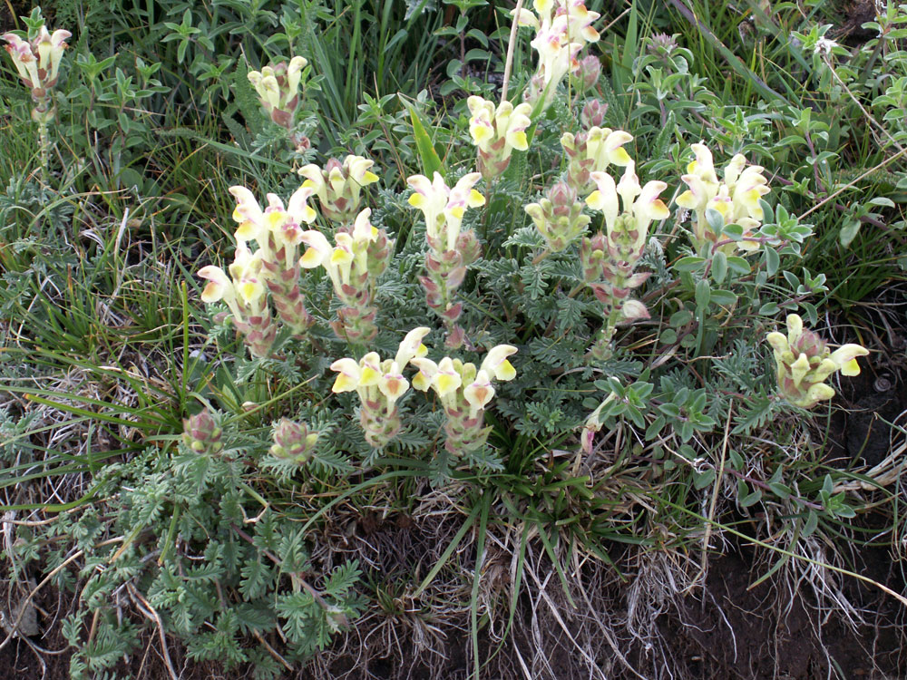 Изображение особи Scutellaria przewalskii.