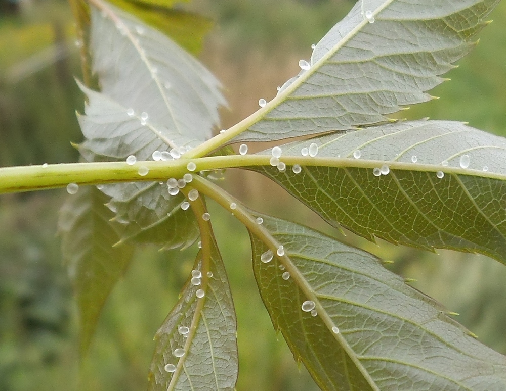 Image of Parthenocissus quinquefolia specimen.