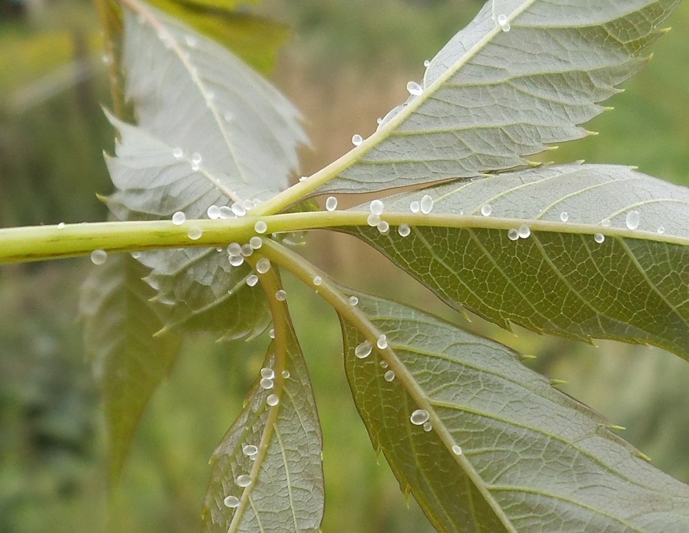 Изображение особи Parthenocissus quinquefolia.