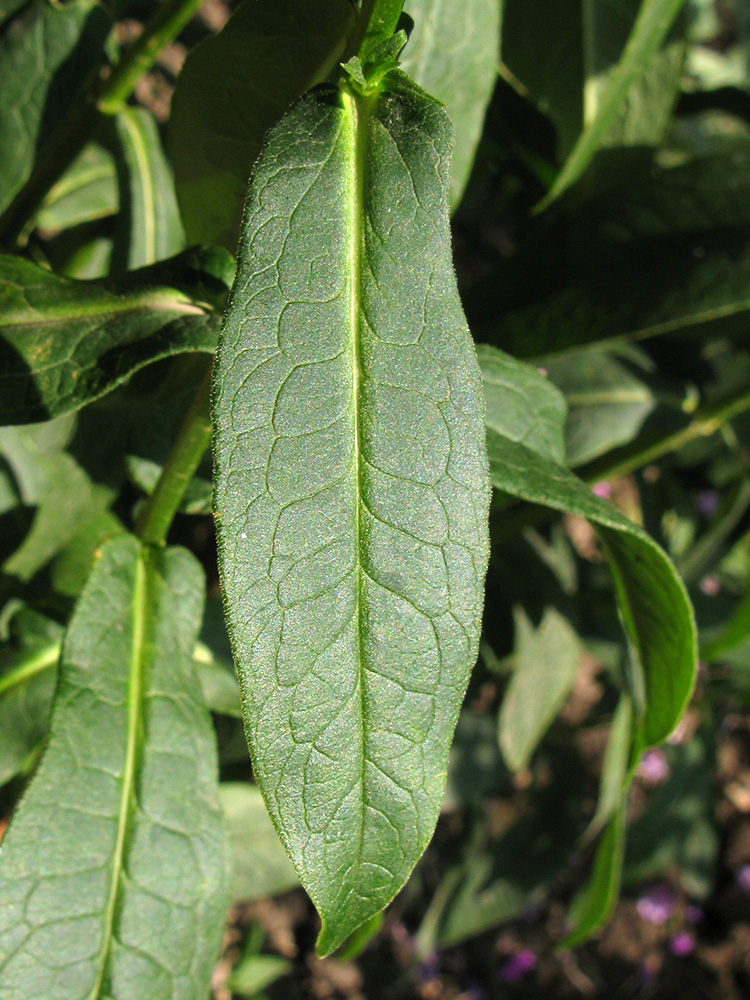Image of Phlox paniculata specimen.