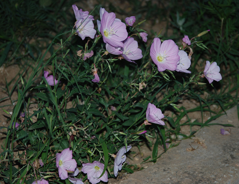 Изображение особи Oenothera speciosa.