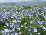 Linum austriacum